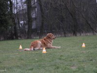 Bendix Obedience Workshop beim VdH Mauer 2016 (100)